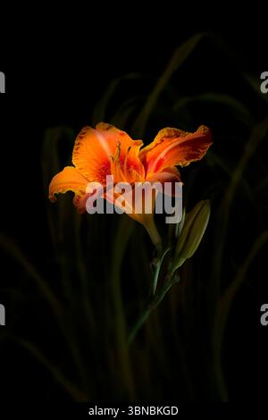 Tiger Lily mit dramatischem Licht Stockfoto