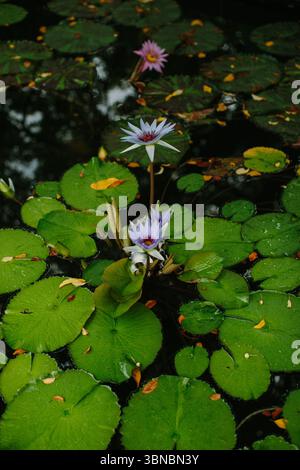 Seerosen mit zarten Blütenblättern erheben sich an einem ruhigen Nachmittag in einer ruhigen Teichumgebung über leuchtend grünen Blättern. Stockfoto