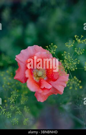 Die leuchtende, rosa Mohnblüte hebt sich von üppig grünem Laub ab und symbolisiert die Schönheit der Natur an einem sonnigen Tag. Stockfoto