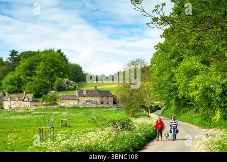 Besucher schlendern mit einem Hund auf der ruhigen Landstraße in Swinbrook in den Cotswolds, Oxfordshire, Großbritannien Stockfoto