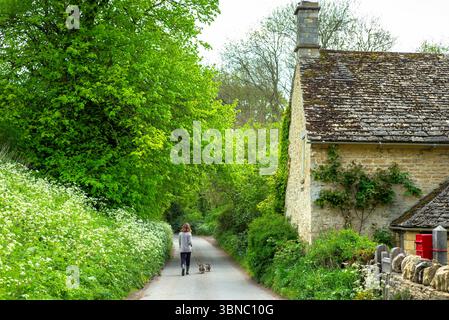 Frau, die mit zwei Dandie Dinmont Terrierhunden auf einer ruhigen Landstraße in Swinbrook in den Cotswolds, Oxfordshire, Großbritannien, spaziert Stockfoto