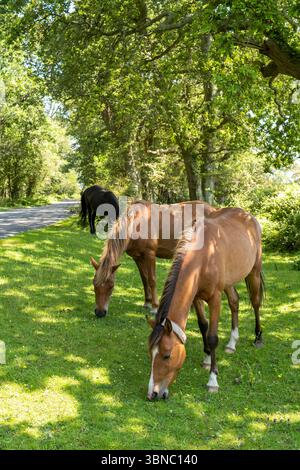 Die New Forest Ponies können im Sommer in Hampshire bei Brockenhurst in der Nähe von Brockenhurst in der Sonne im New Forest umherstreifen und grasen. Stockfoto