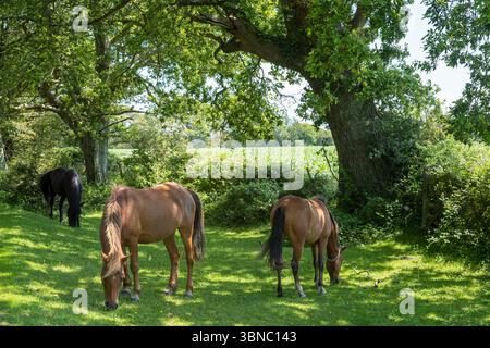 Die New Forest Ponies können im Sommer in Hampshire bei Brockenhurst in der Nähe von Brockenhurst in der Sonne im New Forest umherstreifen und grasen. Stockfoto