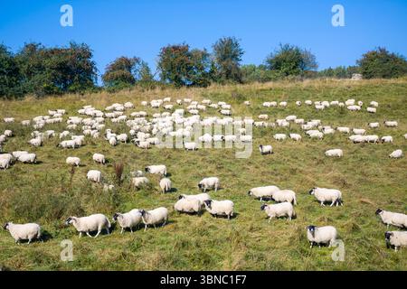 Schafherde - Ovis aries - auf der Weidefläche in den Cotswolds, Oxfordshire, England, Vereinigtes Königreich Stockfoto