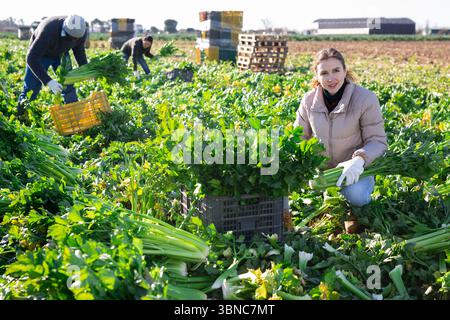 Frau, die Sellerie auf dem Gemüsefeld erntet Stockfoto