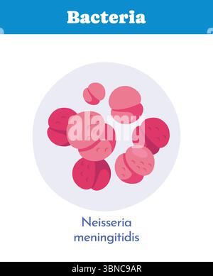 Neisseria-meningitidis-Bakterienbild. Vektorabbildung Stock Vektor