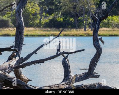 Afrikanische Darter (Anhinga rufa) auf einem toten Baum über dem Wasser, Moremi Game Reserve, Okavango Delta, Botswana Stockfoto