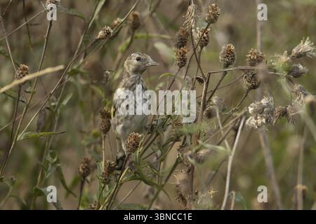 Europäischer Goldfink (Carduelis carduelis) Jungvogel auf einem Knapweed-Samenkopf, England, Vereinigtes Königreich, Europa Stockfoto