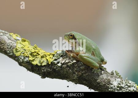 Europäischer Baumfrosch (Hyla arborea) sitzt auf einem Flechtenzweig in seiner natürlichen Umgebung, Nahaufnahme, Nationalpark Neusiedler See, Burgenland, Au Stockfoto