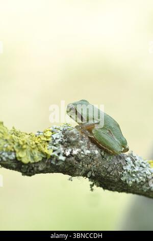 Europäischer Baumfrosch (Hyla arborea) sitzt auf einem Flechtenzweig in seiner natürlichen Umgebung, Nahaufnahme, Nationalpark Neusiedler See, Burgenland, Au Stockfoto