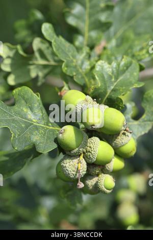 Eicheln und Blätter von sessiler Eiche (Quercus sessiliflora), Wilnsdorf, Nordrhein-Westfalen, Deutschland, Europa Stockfoto