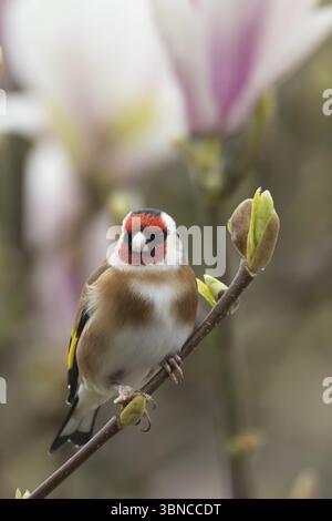 Europäischer Goldfink (Carduelis carduelis) erwachsener Vogel auf einem blühenden Garten Magnolienbaum im Frühjahr, England, Vereinigtes Königreich, Europa Stockfoto