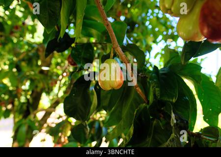 Bergäpfel (Syzygium malaccense) auf einem fruchttragenden Baum, grün und reif rot, bereit für die Ernte; Kauai, Hawaii. Stockfoto