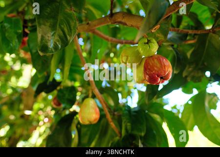 Bergäpfel (Syzygium malaccense) auf einem fruchttragenden Baum, grün und reif rot, bereit für die Ernte; Kauai, Hawaii. Stockfoto