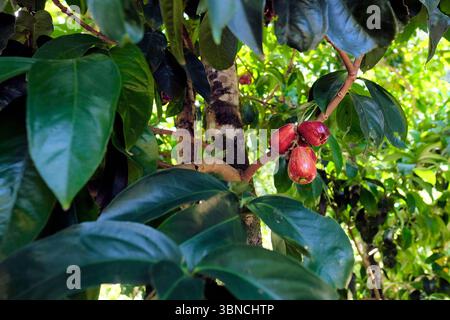 Bergäpfel (Syzygium malaccense) auf einem fruchttragenden Baum, grün und reif rot, bereit für die Ernte; Kauai, Hawaii. Stockfoto