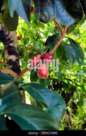 Bergäpfel (Syzygium malaccense) auf einem fruchttragenden Baum, grün und reif rot, bereit für die Ernte; Kauai, Hawaii. Stockfoto