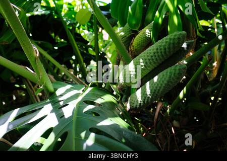 Die essbare Frucht der Monstera deliciosa, oder Schweizer Käsepflanze, wächst im Freien auf Kauai, Hawaii, einer invasiven tropisch blühenden Pflanzenart. Stockfoto