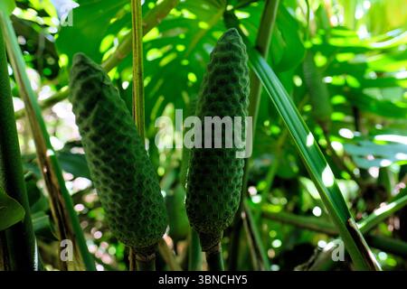 Die essbare Frucht der Monstera deliciosa, oder Schweizer Käsepflanze, wächst im Freien auf Kauai, Hawaii, einer invasiven tropisch blühenden Pflanzenart. Stockfoto