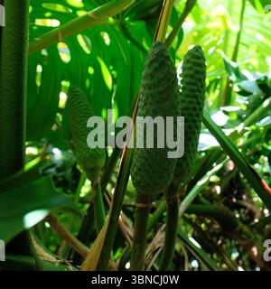 Die essbare Frucht der Monstera deliciosa, oder Schweizer Käsepflanze, wächst im Freien auf Kauai, Hawaii, einer invasiven tropisch blühenden Pflanzenart. Stockfoto