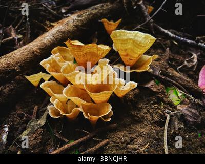 Einzigartige gelbe Pilze, die in einem Wald wachsen und die komplizierten und zarten Formen der Natur in freier Wildbahn zeigen Stockfoto