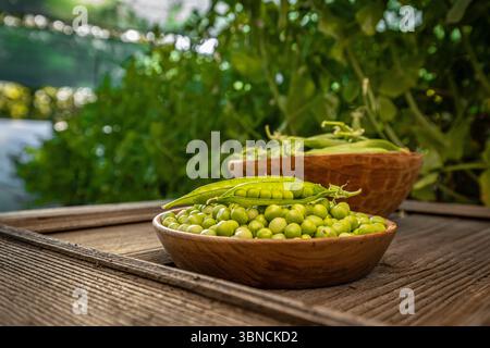Frisch geerntete grüne Erbsen und Erbsen auf frischem grünen Garten Hintergrund Stockfoto