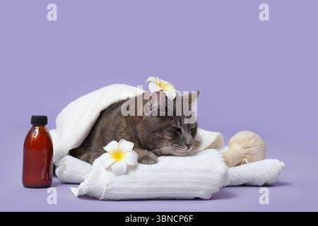 Niedliche entspannende graue Katze mit Handtüchern, Blumen und Spa-Tools auf violettem Hintergrund Stockfoto