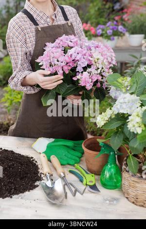 Frau mit blühenden rosa Hortensien im Garten, umgeben von Erde, Werkzeugen, Handschuhen und Gartenbedarf. Stockfoto
