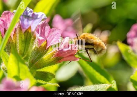 Greater Bee Fly - Bombylius Major, schöne parasitische Bienenmimimienfliege, die in europäischen Wiesen und Wäldern beheimatet ist, Zlin, Tschechische Republik. Stockfoto