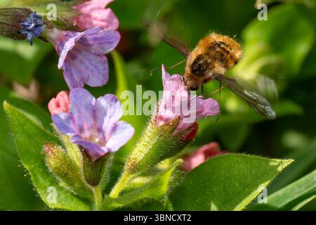 Greater Bee Fly - Bombylius Major, schöne parasitische Bienenmimimienfliege, die in europäischen Wiesen und Wäldern beheimatet ist, Zlin, Tschechische Republik. Stockfoto