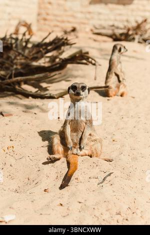 Ein kurioses Erdmännchen steht aufrecht auf einer sandigen Oberfläche und zeigt sein wachsames Verhalten. Ein zweiter Erdmännchen ist im Hintergrund sichtbar, was die Lebendigkeit verstärkt Stockfoto