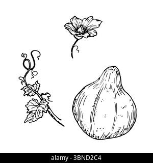 Kürbis, Kürbisblüte und Zweig mit grünen Blättern, Set, schwarz-weiße Skizze. Vektorabbildung. Traditionelles Dekorationselement für Halloween, IS Stock Vektor