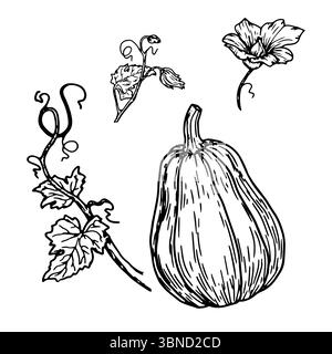 Kürbis, Kürbisblüte und Zweig mit grünen Blättern, Set, schwarz-weiße Skizze. Vektorabbildung. Traditionelles Dekorationselement für Halloween, IS Stock Vektor