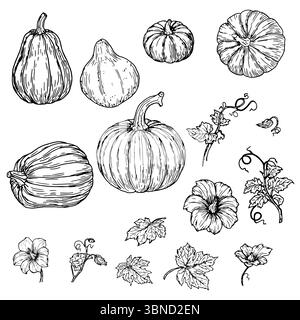 Kürbis, Kürbisblüte und Zweig mit grünen Blättern, Set, schwarz-weiße Skizze. Vektorabbildung. Traditionelles Dekorationselement für Halloween, IS Stock Vektor