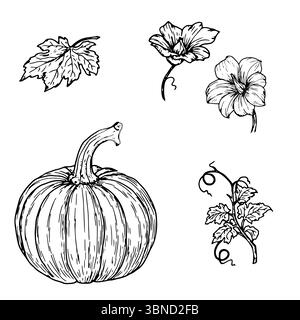Kürbis, Kürbisblüte und Zweig mit grünen Blättern, Set, schwarz-weiße Skizze. Vektorabbildung. Traditionelles Dekorationselement für Halloween, IS Stock Vektor