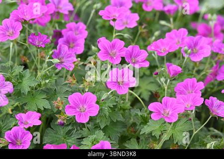 Helle magentafarbene Sommerblumen von krautigen mehrjährigen oder harten Geranium x riversleaianum 'Russell Prichard' UK Garden Juni Stockfoto