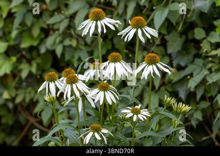 Weiße Konefloren Echinacea purpurea 'White Swan' Makro Stockfoto