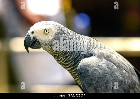 Ein afrikanischer grauer Papagei steht mit seinen einzigartigen Federmustern, die von natürlichem Licht beleuchtet werden. Stockfoto