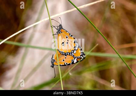 Zwei leuchtende orange und schwarze Schmetterlinge paaren sich, während sie auf hohen grünen Grashalmen in einer friedlichen Umgebung im Freien ruhen. Stockfoto