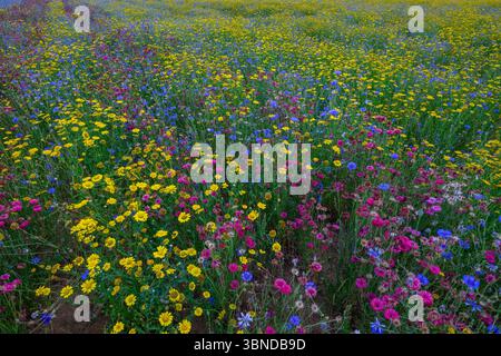 Wiese mit bunten Blumen Stockfoto