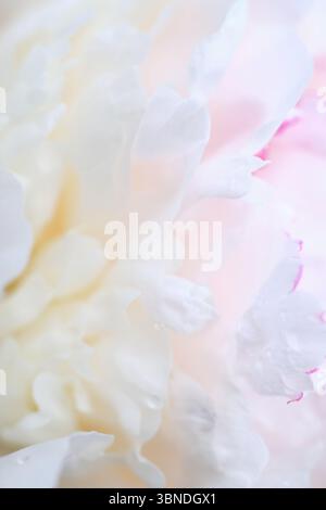 Zarte weiße Pfingstrosenblüten mit zarten rosa Akzenten in Makroansicht. Sanfte und traumhafte florale Textur Stockfoto