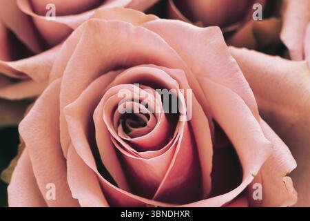 Makroaufnahme einer rosafarbenen Rose in voller Blüte – leuchtende Farben, zarte Texturen und natürliche Eleganz. Perfekt für Themen rund um Romantik und Natu Stockfoto