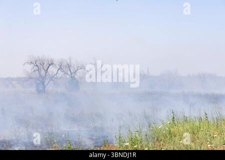 Die Auswirkung der Klimakatastrophe in Italien 27.06.2025, EU, ITA, Italien, Apulien, Lecce, Torchiarolo: neben dem Feuerbakterium Xylella fastidiosa OQDS bedrohen selbstentzündende Feuer, die durch ausbleibenden Regen und extreme Hitze entstehen, die Monokulturen der Olivenheine in der Region um Torchiarolo. EU, ITA, Italien, Apulien, Lecce, Matino: neben dem Feuerbakterium Xylella fastidiosa OQDS bedrohen selbstentzündende Brände, die durch Regen und extreme Hitze verursacht werden, die Monokulturen der Olivenhaine in der Region um Matino. Stockfoto