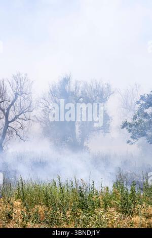 Die Auswirkung der Klimakatastrophe in Italien 27.06.2025, EU, ITA, Italien, Apulien, Lecce, Torchiarolo: neben dem Feuerbakterium Xylella fastidiosa OQDS bedrohen selbstentzündende Feuer, die durch ausbleibenden Regen und extreme Hitze entstehen, die Monokulturen der Olivenheine in der Region um Torchiarolo. EU, ITA, Italien, Apulien, Lecce, Matino: neben dem Feuerbakterium Xylella fastidiosa OQDS bedrohen selbstentzündende Brände, die durch Regen und extreme Hitze verursacht werden, die Monokulturen der Olivenhaine in der Region um Matino. Stockfoto