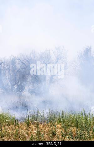 Die Auswirkung der Klimakatastrophe in Italien 27.06.2025, EU, ITA, Italien, Apulien, Lecce, Torchiarolo: neben dem Feuerbakterium Xylella fastidiosa OQDS bedrohen selbstentzündende Feuer, die durch ausbleibenden Regen und extreme Hitze entstehen, die Monokulturen der Olivenheine in der Region um Torchiarolo. EU, ITA, Italien, Apulien, Lecce, Matino: neben dem Feuerbakterium Xylella fastidiosa OQDS bedrohen selbstentzündende Brände, die durch Regen und extreme Hitze verursacht werden, die Monokulturen der Olivenhaine in der Region um Matino. Stockfoto