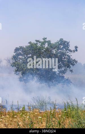 Die Auswirkung der Klimakatastrophe in Italien 27.06.2025, EU, ITA, Italien, Apulien, Lecce, Torchiarolo: neben dem Feuerbakterium Xylella fastidiosa OQDS bedrohen selbstentzündende Feuer, die durch ausbleibenden Regen und extreme Hitze entstehen, die Monokulturen der Olivenheine in der Region um Torchiarolo. EU, ITA, Italien, Apulien, Lecce, Matino: neben dem Feuerbakterium Xylella fastidiosa OQDS bedrohen selbstentzündende Brände, die durch Regen und extreme Hitze verursacht werden, die Monokulturen der Olivenhaine in der Region um Matino. Stockfoto