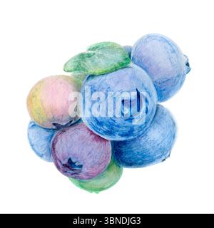 Heidelbeerbeeren in verschiedenen Tönen, Makro, hervorgehoben auf weißem Hintergrund. Eine handgezeichnete Aquarellillustration Stockfoto