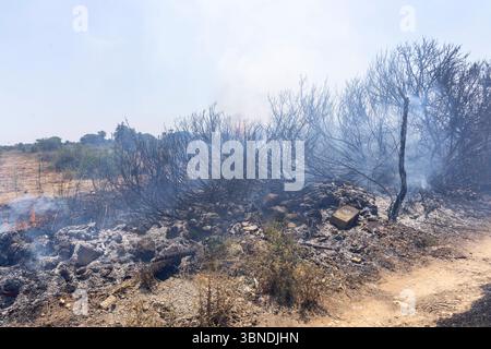 Die Auswirkung der Klimakatastrophe in Italien 27.06.2025, EU, ITA, Italien, Apulien, Lecce, Matino: neben dem Feuerbakterium Xylella fastidiosa OQDS bedrohen selbstentzündende Feuer, die durch ausbleibenden Regen und extreme Hitze entstehen, die Monokulturen der Olivenheine in der Region um Matino. EU, ITA, Italien, Apulien, Lecce, Matino: neben dem Feuerbakterium Xylella fastidiosa OQDS bedrohen selbstentzündende Brände, die durch Regen und extreme Hitze verursacht werden, die Monokulturen der Olivenhaine in der Region um Matino. Stockfoto