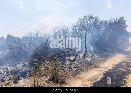 Die Auswirkung der Klimakatastrophe in Italien 27.06.2025, EU, ITA, Italien, Apulien, Lecce, Matino: neben dem Feuerbakterium Xylella fastidiosa OQDS bedrohen selbstentzündende Feuer, die durch ausbleibenden Regen und extreme Hitze entstehen, die Monokulturen der Olivenheine in der Region um Matino. EU, ITA, Italien, Apulien, Lecce, Matino: neben dem Feuerbakterium Xylella fastidiosa OQDS bedrohen selbstentzündende Brände, die durch Regen und extreme Hitze verursacht werden, die Monokulturen der Olivenhaine in der Region um Matino. Stockfoto