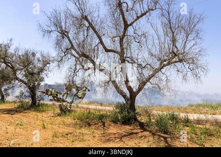 Die Auswirkung der Klimakatastrophe in Italien 27.06.2025, EU, ITA, Italien, Apulien, Lecce, Torchiarolo: neben dem Feuerbakterium Xylella fastidiosa OQDS bedrohen selbstentzündende Feuer, die durch ausbleibenden Regen und extreme Hitze entstehen, die Monokulturen der Olivenheine in der Region um Torchiarolo. EU, ITA, Italien, Apulien, Lecce, Matino: neben dem Feuerbakterium Xylella fastidiosa OQDS bedrohen selbstentzündende Brände, die durch Regen und extreme Hitze verursacht werden, die Monokulturen der Olivenhaine in der Region um Matino. Stockfoto