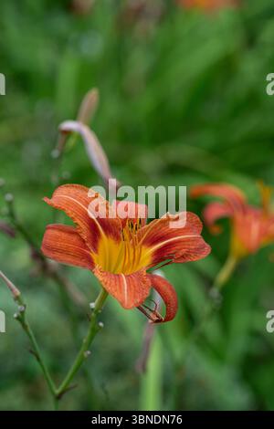 Day Lily: Hemerocallis Fulva. Stockfoto